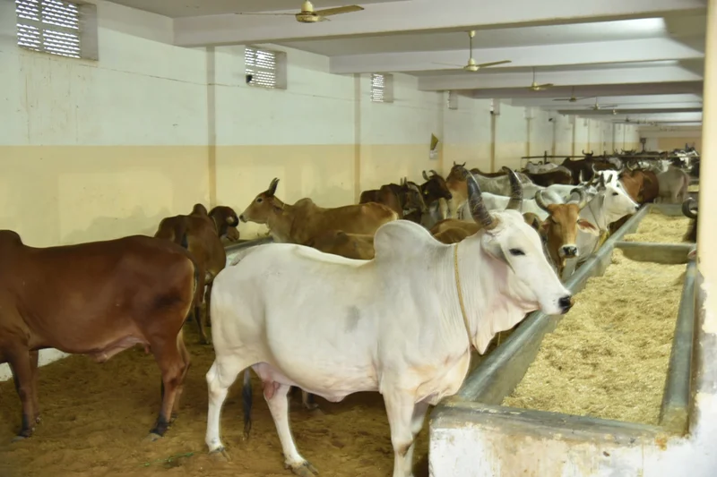 Gau Shala - Cow Shelter